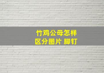 竹鸡公母怎样区分图片 脚钉